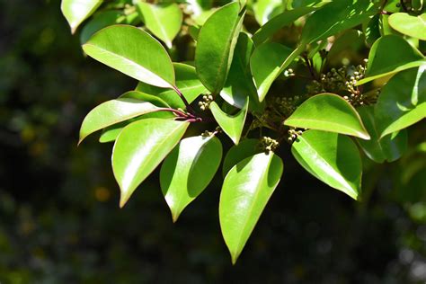 花樹種類|庭木図鑑 植木ペディア